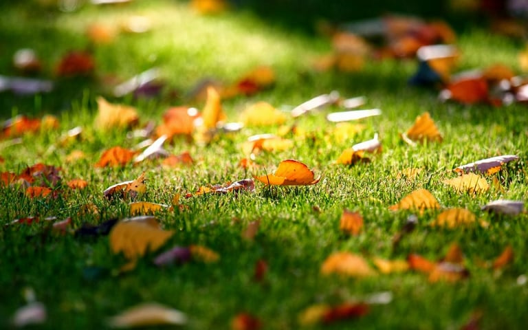 Falling-Leaves-Wallpaper-525436.jpg