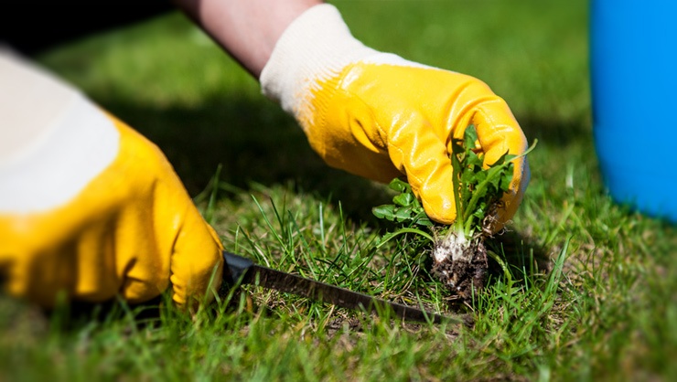 Lawn-weed-control-and-prevention.jpg