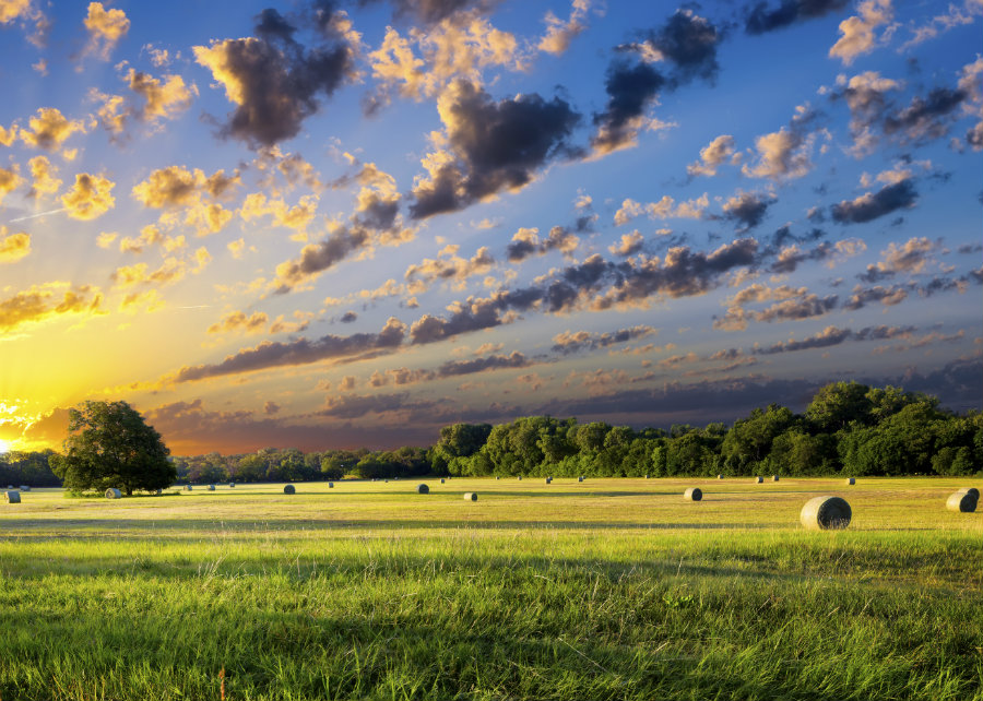 Texas_hay_bales_on_pasture_land_900